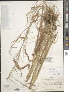 Cenchrus petiolaris image