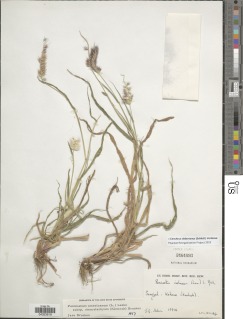 Cenchrus americanus subsp. stenostachyus image