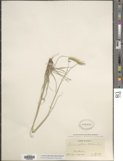 Cenchrus sphacelatus image