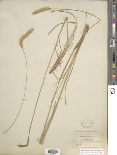 Cenchrus sphacelatus image