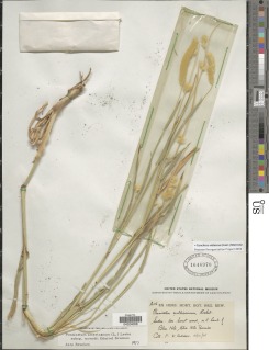 Cenchrus americanus subsp. monodii image