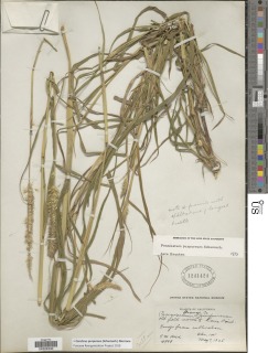Image of Pennisetum purpureum