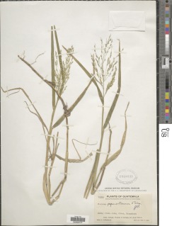 Image of Panicum aquaticum
