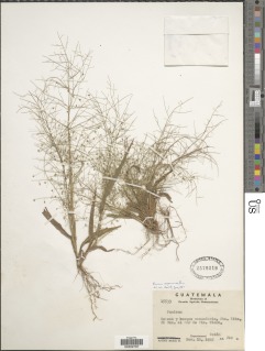 Image of Panicum cayennense