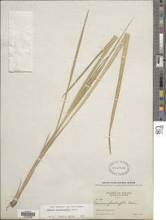 Image of Panicum ghiesbreghtii