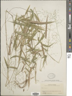 Panicum haenkeanum image