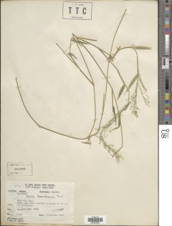 Panicum haenkeanum image