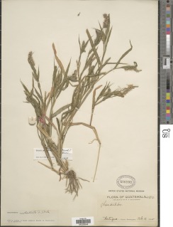 Image of Setaria verticillata
