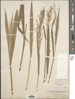 Setaria palmifolia image