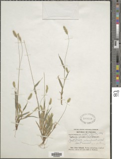Image of Setaria viridis