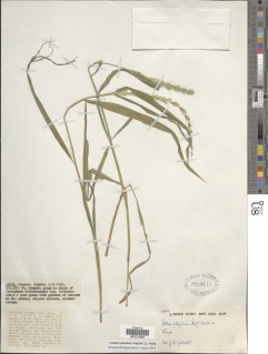 Image of Setaria petiolata
