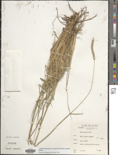 Setaria sphacelata var. anceps image