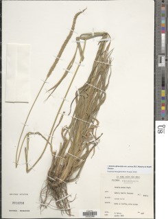 Setaria sphacelata var. anceps image