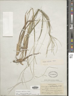 Axonopus centralis image