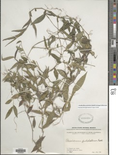 Panicum pulchellum image