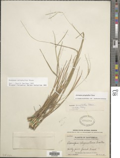 Axonopus poiophyllus image
