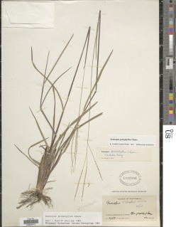 Axonopus poiophyllus image
