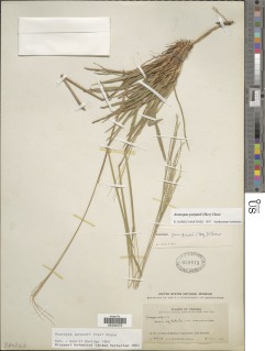 Axonopus purpusii image
