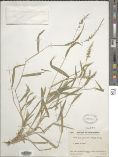 Image of Setariopsis auriculata