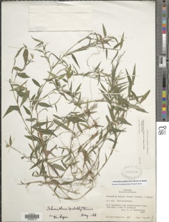 Image of Ichnanthus tenuis
