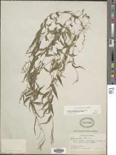 Ichnanthus tenuis image