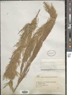 Loudetia phragmitoides image
