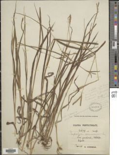 Paspalum scrobiculatum image