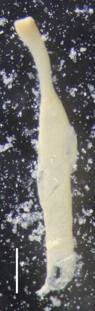 Nanomia bijuga image