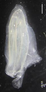 Image of Sulculeolaria monoica