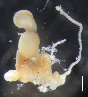 Rosacea cymbiformis image