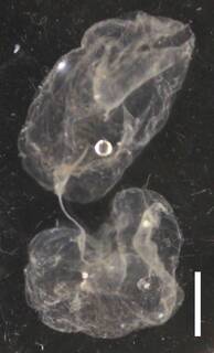 Image of Rosacea cymbiformis