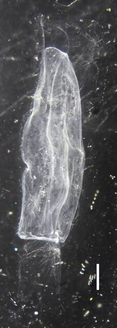 Sulculeolaria biloba image