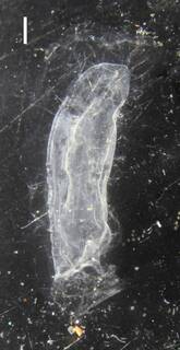 Sulculeolaria biloba image
