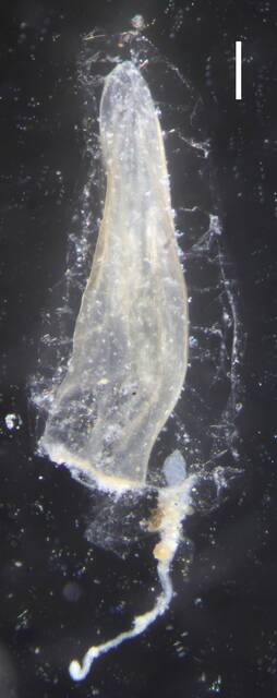Image of Sulculeolaria biloba