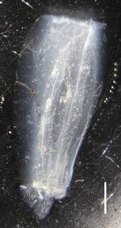 Image of Lensia conoidea