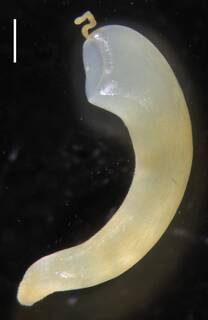 Physophora hydrostatica image
