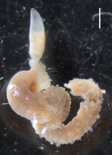 Image of Agalma elegans