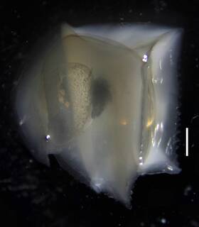 Image of Ceratocymba dentata