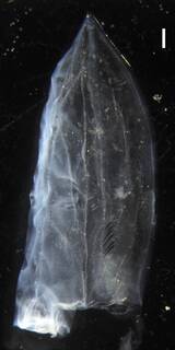 Lensia fowleri image