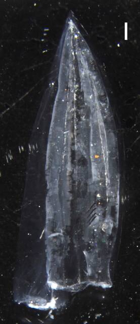 Lensia fowleri image