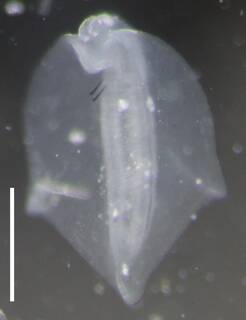 Agalma elegans image