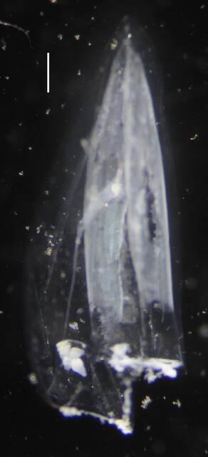 Chelophyes contorta image