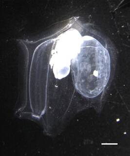 Image of Leptogorgia medusa