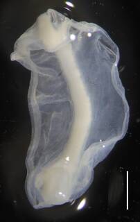 Image of Bathyphysa conifera