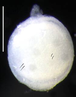 Image of Apolemia lanosa
