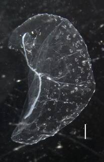 Apolemia rubriversa image