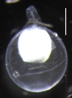 Image of Apolemia rubriversa
