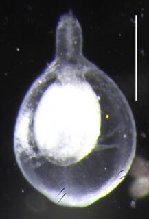 Apolemia rubriversa image