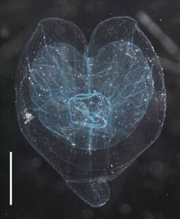 Image of Cordagalma bimaculatum