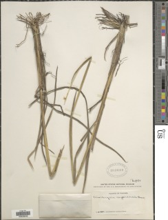 Eriochrysis cayennensis image